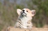 CORGI PEMBROKE 1345